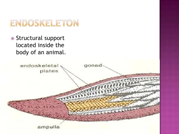 Echinoderms