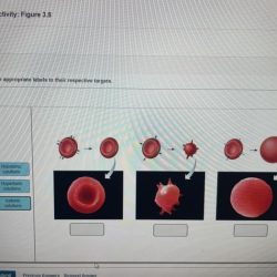 Art labeling activity figure 25.3 b