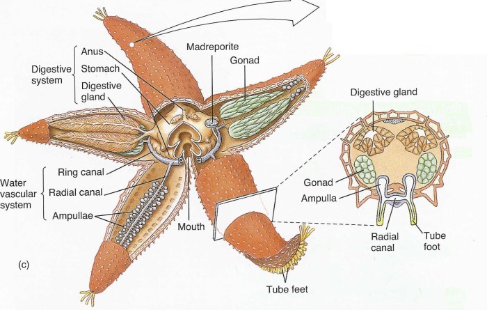 Section 28 4 echinoderms answer key