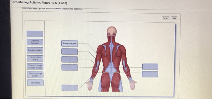 Art labeling activity figure 25.3 b