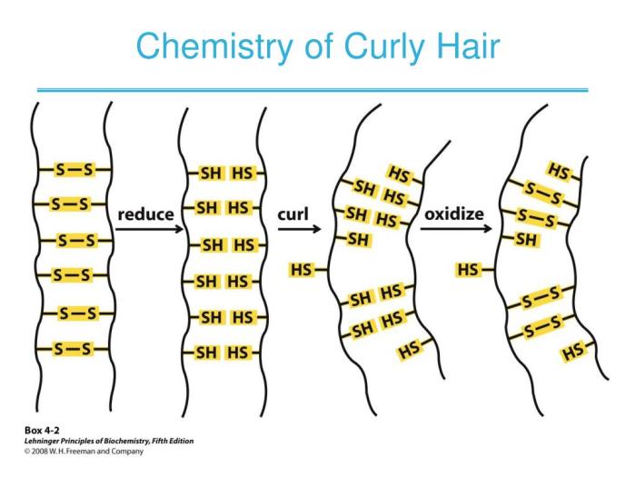 The biochemistry of curly and straight hair answer key